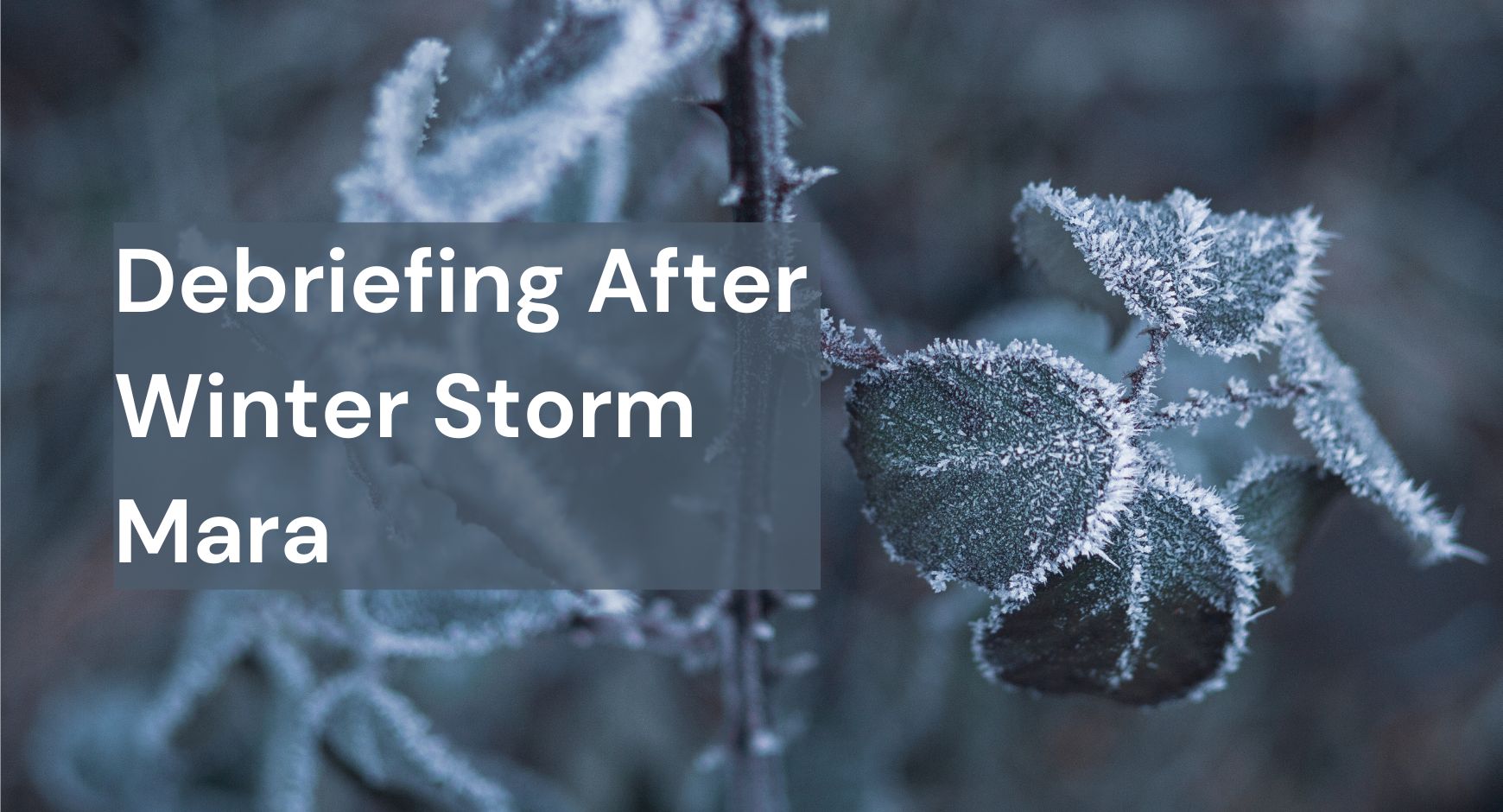 A frozen branch and leaf under words that read "Debriefing After Winter Storm Mara"